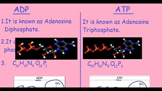 ADP Vs ATP Quick Differences amp Comparison [upl. by Oirasan590]