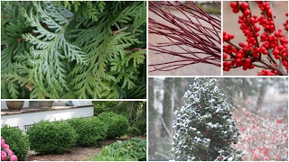 5 Favorite Shrubs With Winter Interest [upl. by Maltzman]