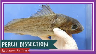 Perch Bony Fish Dissection  Teach A Man To Fish EDU [upl. by Falkner]