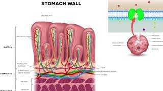 Proton pump inhibitors Omeprazole pantoprazole and other prazole medications [upl. by Mandal]