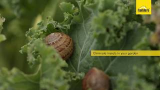 How Do Insecticides Work [upl. by Pulchia]