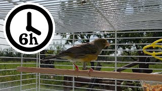 Canary Singing  Training Video  Timbrado EXTRA LONG  6 Hours Version [upl. by Olifoet278]