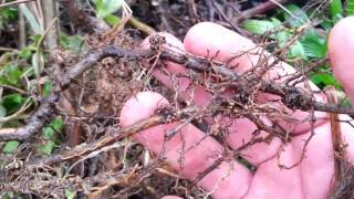 Why Permaculture People Love Autumn Olive  elaeagnus umbellata [upl. by Halil]