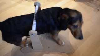 Backscratcher for dogs [upl. by Evelyn]