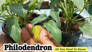 How To Grow And Take Care Of Philodendrons  Philodendron Xanadu [upl. by Charil]