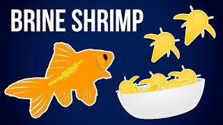 The Ultimate Guide to Hatching Baby Brine Shrimp [upl. by Acisset]