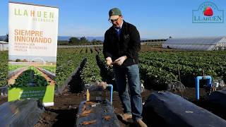 Agrícola Llahuen Plantación y correcto establecimiento de plantas de frutillasfresas [upl. by Odlavso]