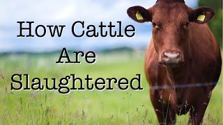 How Cattle Are Slaughtered [upl. by Shandra759]