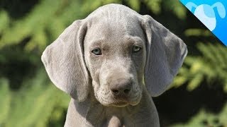 Weimaraner Facts [upl. by Ahnavas174]