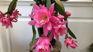 How to get your Epiphyllum Orchid Cactus to bloom [upl. by Melva]