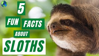 SLOTH  5 Fun Facts About Sloths [upl. by Benjy]