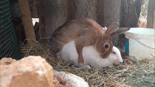 Rabbits 🐰 mating [upl. by Noynek]