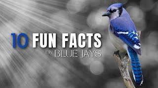 10 Fun Facts About Blue Jays  Noisy Beautiful Interesting [upl. by Mcfadden]