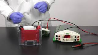 Quick Tips How to Setup a Mini TransBlot Cell for Western Blot Transfer [upl. by Mellar320]