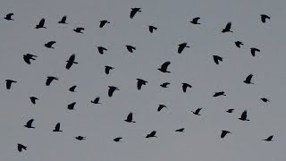 Crows flying amp cawing loud in the sky [upl. by Notlrak]