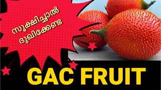 GAC FRUIT REVIEW  ഈ കനി കെണിയാണ് വളർത്തുമ്പോൾ സൂക്ഷിക്കുക [upl. by Carver713]