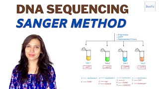 Dideoxy DNA Sequencing  Sanger method [upl. by Ahsenrat558]