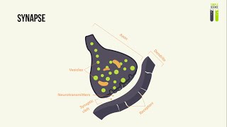 IGCSE Biology Revision  Part 4  Synapses [upl. by Ivah]