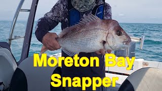 Moreton Bay Snapper [upl. by Brion]