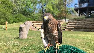 Broadwinged Hawks [upl. by Noryak]