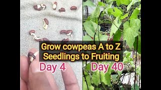 how to grow Cowpea how to germinate Cowpea seed [upl. by Weir]