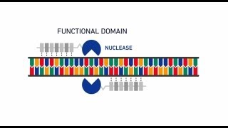 Crispr Technology  How Gene editing is done [upl. by Ysabel]