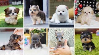 Teacup Dogs  15 Cute Miniature Dog Breeds  Teacup Puppies [upl. by Nagiam]