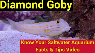 Diamond Goby Valenciennea puellaris Know Your Saltwater Aquarium Facts amp Tips [upl. by Maon]