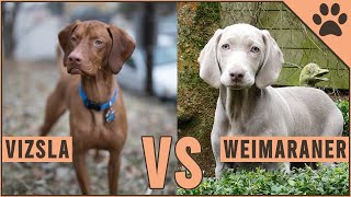 Vizsla vs Weimaraner  Dog Breed Comparison [upl. by Nevear]