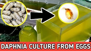 HOW TO HATCH DAPHNIA EGGS  HOW TO CULTURE DAPHNIA [upl. by Yendirb26]