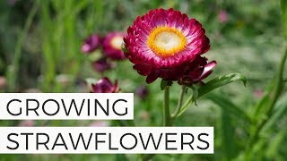 How to Grow Strawflowers from Seed  Growing Cut Flower Gardening for Beginners [upl. by Penoyer700]