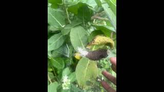 Seed dispersal in Calotropis plant [upl. by Obel899]