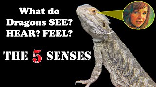 5 Senses of a Bearded Dragon amp 30K GIVEAWAY [upl. by Sedaiuqlem342]