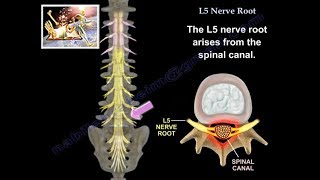 L5 Nerve Root  Everything You Need To Know  Dr Nabil Ebraheim [upl. by Dnomyad]