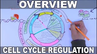 Cell Cycle Regulation  Basic Overview [upl. by Meensat]