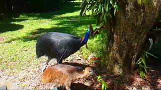 Cassowary Attack [upl. by Zaria]