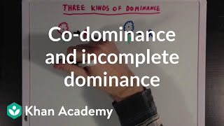 Codominance and Incomplete Dominance  Biomolecules  MCAT  Khan Academy [upl. by Wendye]