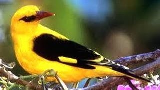 sounds of birds Passerines Golden Oriole Loriot dEurope [upl. by Schechinger]