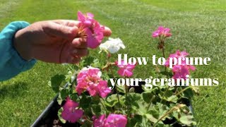 Pruning and trimming Geraniums [upl. by Sondra392]