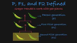 P F1 and F2 Defined [upl. by Sucram]