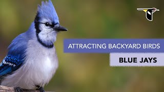 Attracting Backyard Birds Blue Jays [upl. by Sharity]