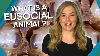 What Is A Eusocial Animal  BBC Earth Explore [upl. by Eelek473]