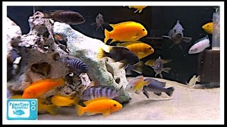 How to Maintain a Fish Tank with Sand [upl. by Neelrahc]