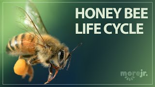 The Life Cycle of a Honey Bee [upl. by Nauqahs]