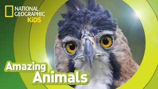 Harpy Eagle  Amazing Animals [upl. by Adaha]