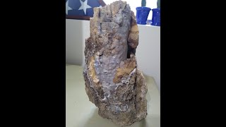 How to find Blue Forest Petrified Wood [upl. by Froemming]