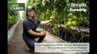 Testimonio Vapac  Sistema hidropónico para Tomate Saladette [upl. by Maffa]