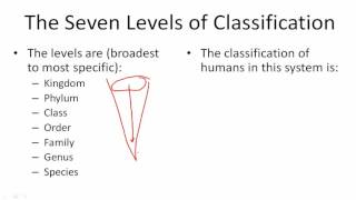 The Seven Levels of Classification [upl. by Suirradal]