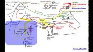 Cranial parasympathetic ganglia [upl. by Ivo]