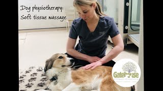 Canine physiotherapy How to do Soft Tissue Massage for Dogs the front and back legs and the back [upl. by Oninrutas751]